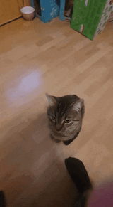 cat-blast-off