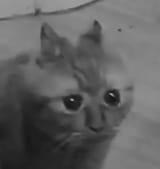 17525622981700