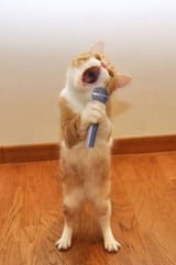 kot singing