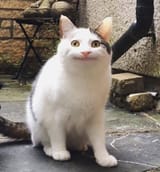 huh