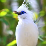 a-white-bird-with-blue-around-the-eyes-1262x1262