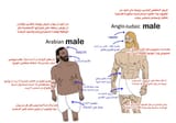 Saudi vs jew