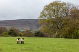 sheep-field-covered-greenery-surrounded-by-hills-cloudy-sky-uk