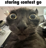 cat stare