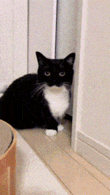 dark-souls-cat