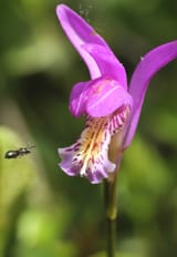 Arethusa-bulbosa-dragons-mouth_DSC00127_2