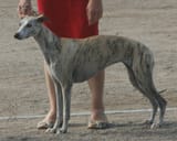 1024px-Whippet_2018_6