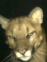 puma mogger