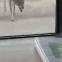 coyote_thumb.jpg