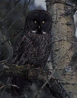 ominous_owl