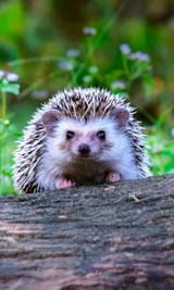 hedgehog-hero-image-1-scaled-480x800