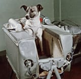 laika-in-sputnik-2-1957-foto