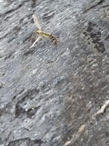 1731503639430626