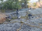 1727344926863168