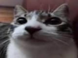 miaou