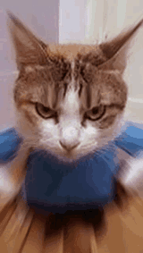 angry-cat-cat