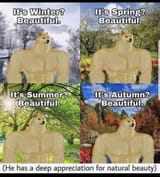 Doge seasons