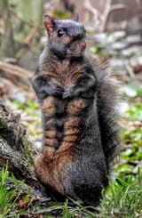 buff_critter