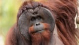 Male_Bornean_Orangutan_-_Big_Cheeks-e1518735799960-1280x734-1197404072
