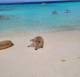 woody-willy-strand-curacao