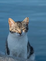 cat-dawn-sun-rays-thumbnail
