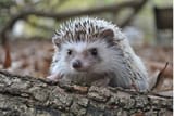 ハリネズミ