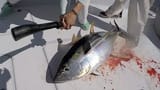fishbat