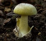 amanita-phalloides1