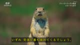 地球ドラマチック 選 プレーリードッグの物語 〜アメリカ 大平原の１年〜_20250705-193310