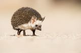 desert-hedgehog-4c354dca-7825-473e-b5fa-48867cc0fc0-resize-750