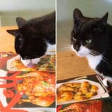 cat