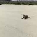 lazy seal_thumb.jpg