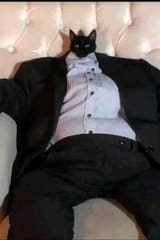 gatito suit