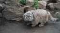 manul roll_thumb.jpg