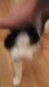 1694294594036748_thumb.jpg