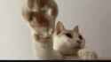 cat-cats_thumb.jpg