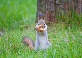 ninjasquirrel