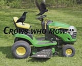 crows-who-mow-v0-p3t6b7bstn0f1
