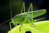 insect-3550858_1280