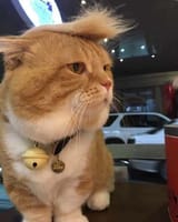 Kot_Trump