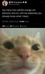 orange_kot_behavior