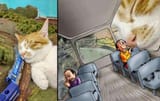 cat train