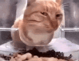 orange-cat-cat
