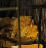 sleepypuss