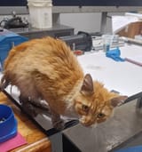 pussface