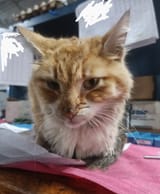 kitty