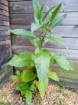 IMG_20230619_183236