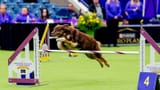 14WESTMINSTER-BLOG-AGILITY-pmbk-videoSixteenByNineJumbo1600-v2