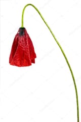 klaproos