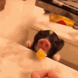 piglet